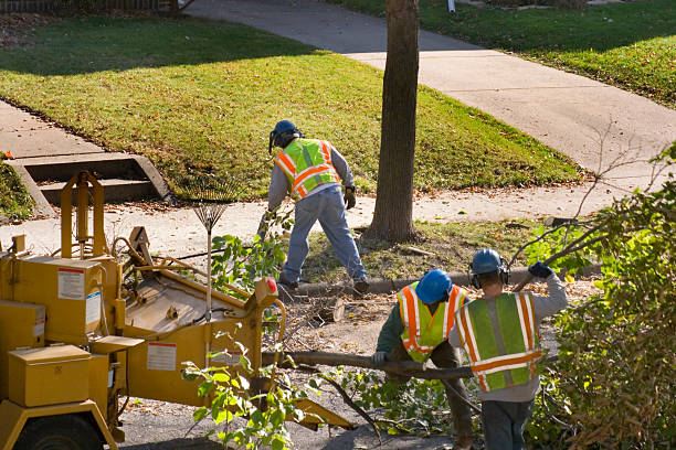 Best Tree Removal for Businesses  in Blaine, TN